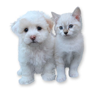 Dieren